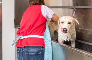 Wet dog enjoys a bath in the Elite Grooming Tub.