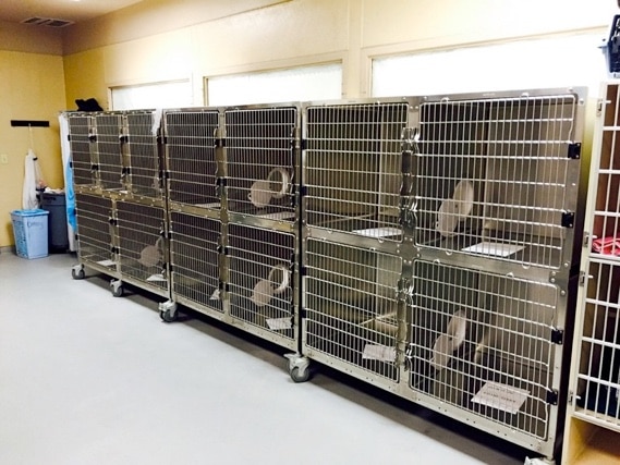 Hong Kong Kardinaal snelheid Retrofitting Feline Cages - shor-line