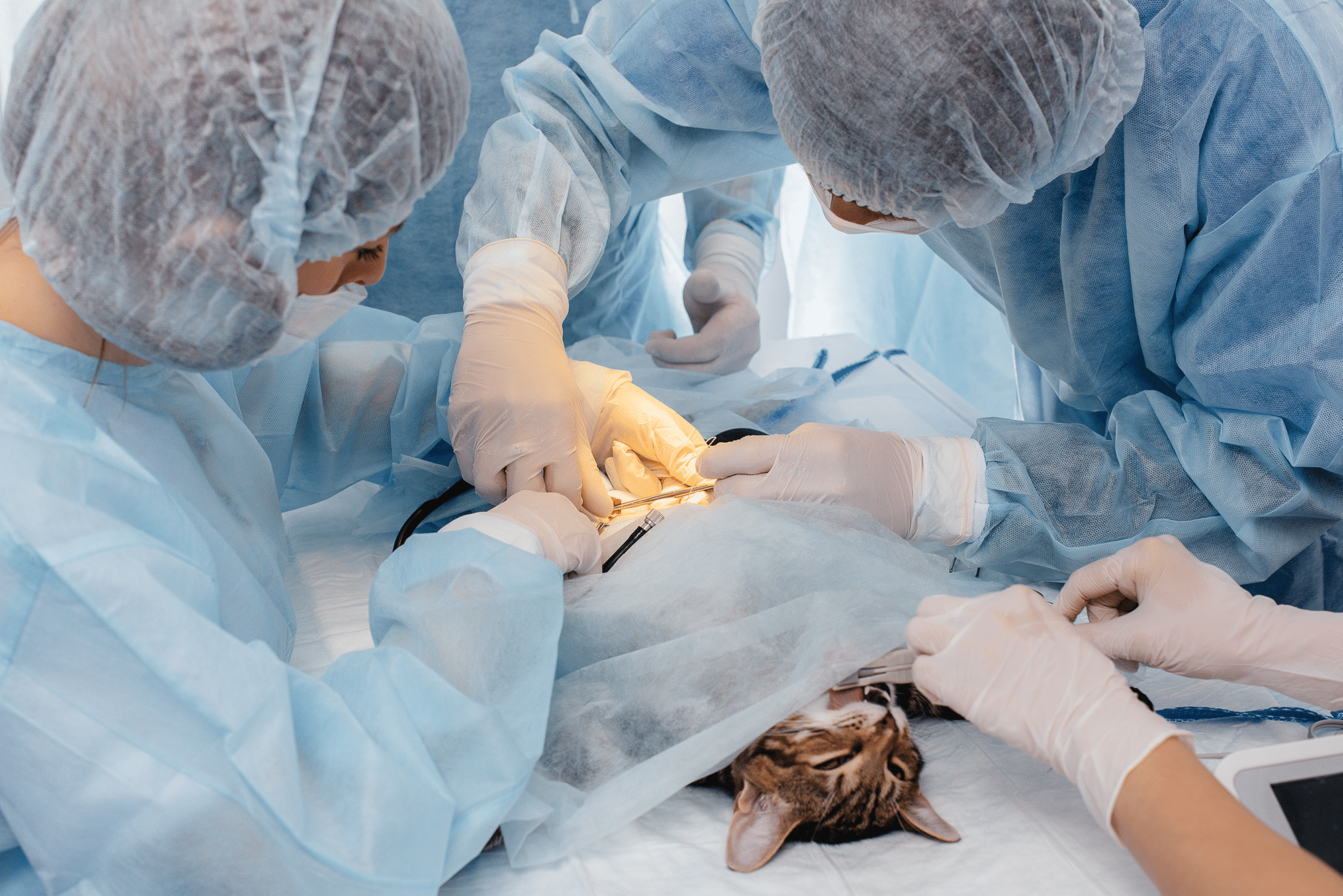 Veterinary Surgery Ergonomics